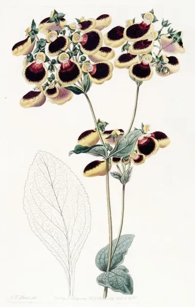 Mr Youngs Calceolaria