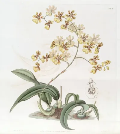 Mrs Arnold Harrisons Oncidium