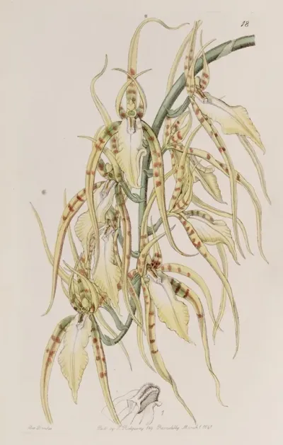 Mrs Lawrences Brassia
