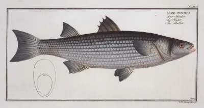 Mugil Cephalus The Mullet