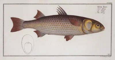 Mugil Tang The Tang