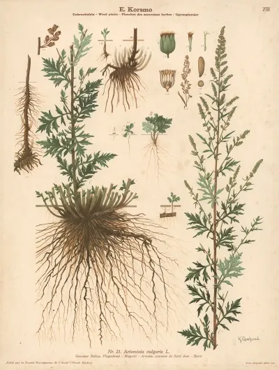 Mugwort 2