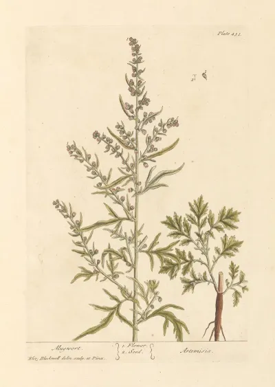 Mugwort