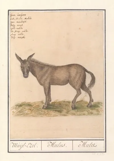 Muilezel Equus Mulus Muijl Ezel Mulus Mulet