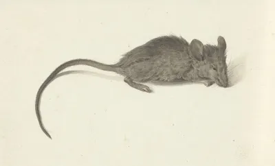 Muis Naar Rechts