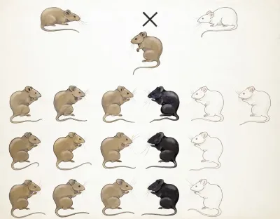 Muizen Cryptomerie Vd Agouti Factor