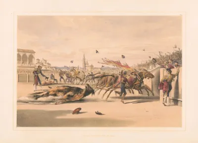 Mules Dragging Out The Bull