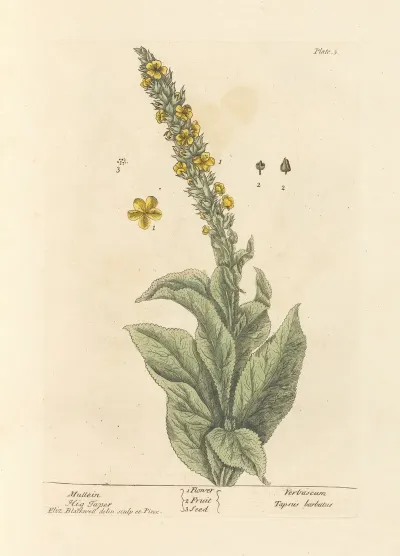 Mullein 2