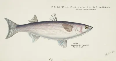 Mullet