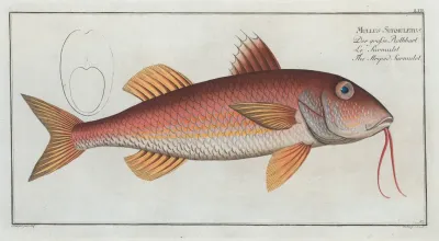 Mullus Surmuletus The Striped Surmulet