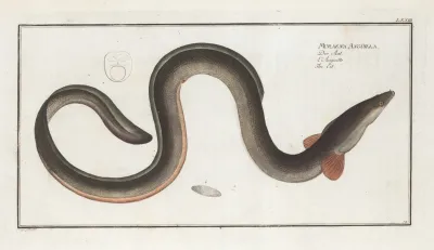 Muraena Anguilla The Eel