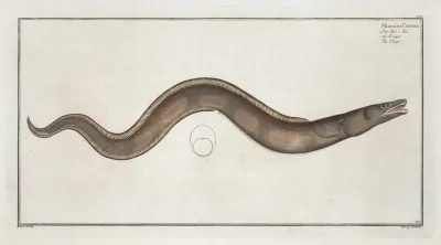 Muraena Conger The Conger