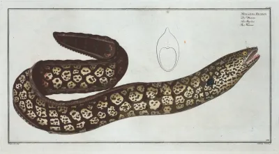 Muraena Helena The Murane