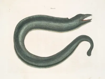 Muraena Maculata The Muray
