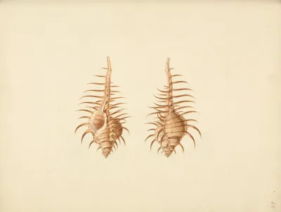 Murex Pecten Venus Comb Murex