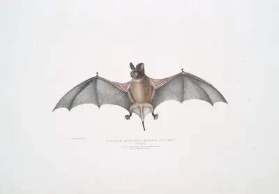 Murine Dysopes Dysopes Murinus