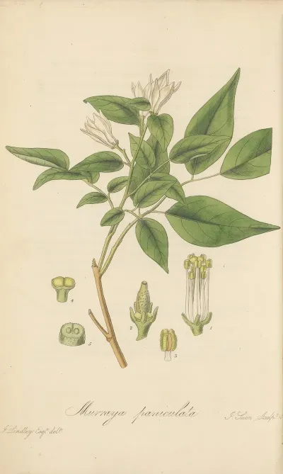 Murraya Paniculata