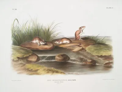 Mus Missouriensis Missouri Mouse Natural Size
