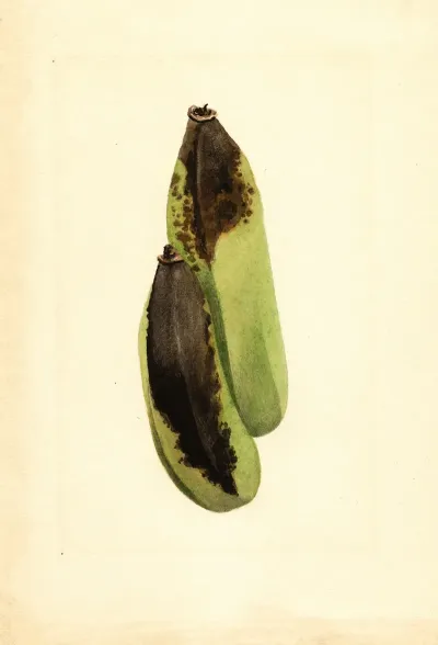 Musa 4