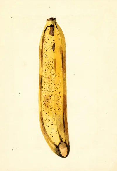 Musa 6