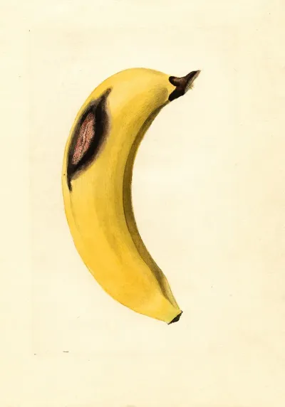 Musa 8