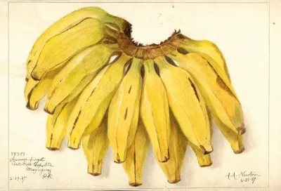 Musa Guincos Finget