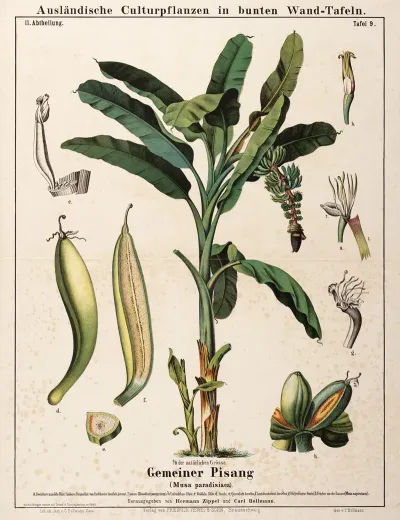 Musa Paradisiaca Dwergbanaan