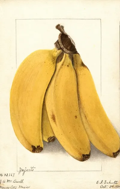 Musa Yenjerto