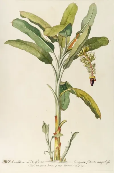 Musa