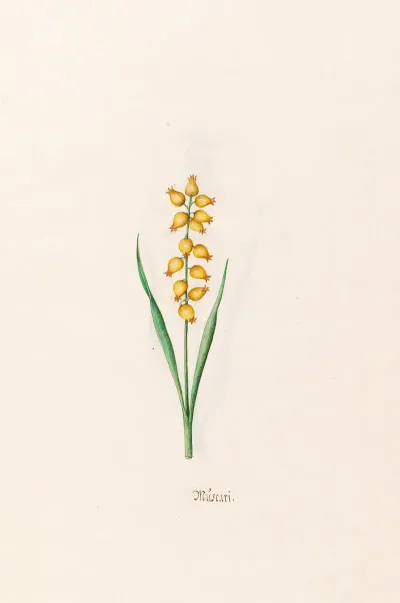 Muscari 2