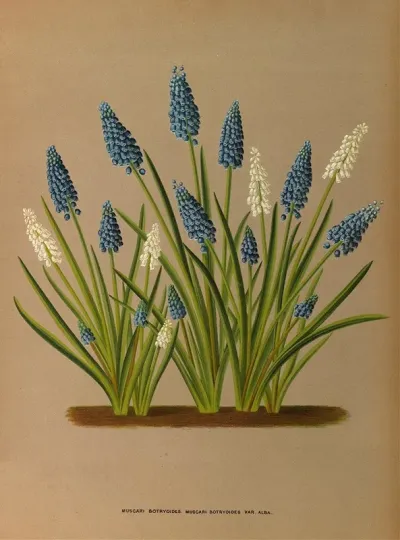 Muscari Botryoides Muscari Botryoides Var Alba