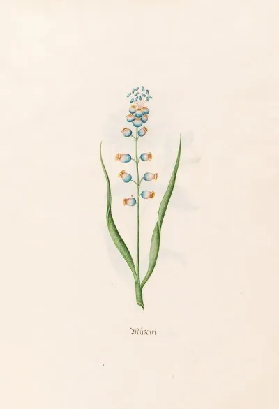 Muscari