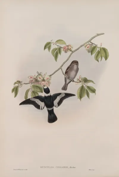 Muscicapa Collaris White Collared Flycatcher