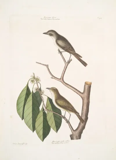 Muscicapa Fusca The Little Brown Flycatcher Muscicapa Oculis Rubris The Red Eyed Flycatcher Arbor Lauri Fol C