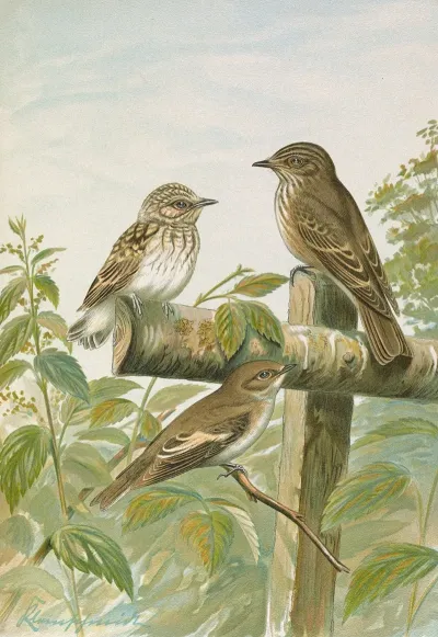 Muscicapa Grisola Muscicapa Atricapilla