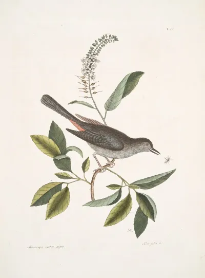 Muscicapa Vertice Nigro The Cat Bird Alni Folia Americana Serrata