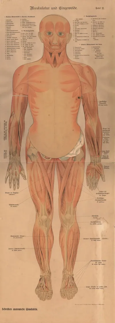 Muscles And Internal Organs