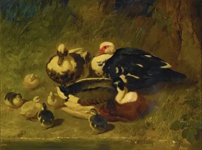 Muscovy Ducks And Ducklings