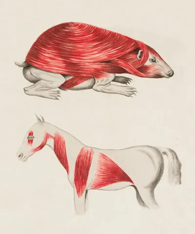 Musculature Of A Hedgehog And A Horse