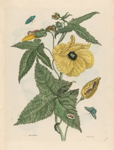 Muscus Bloem 2