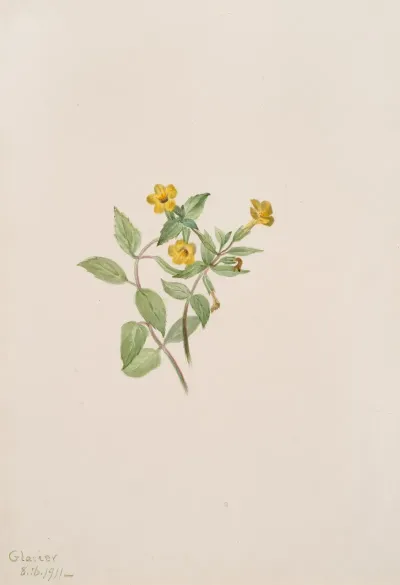 Musk Flower Mimulus Moschatus