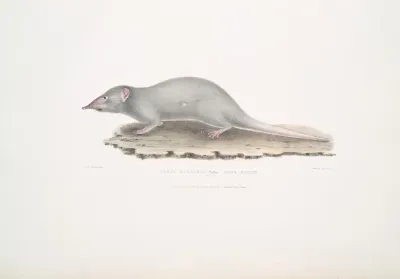Musk Shrew Sorex Myosurus