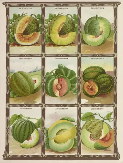 Muskmelon