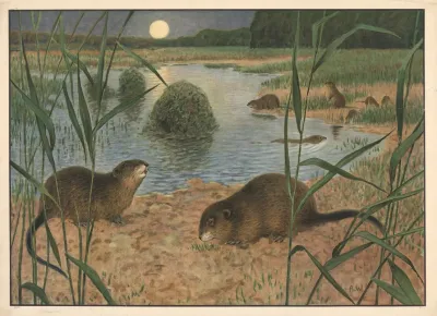 Muskrat 2