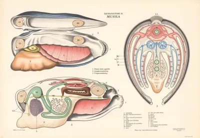 Mussel 2