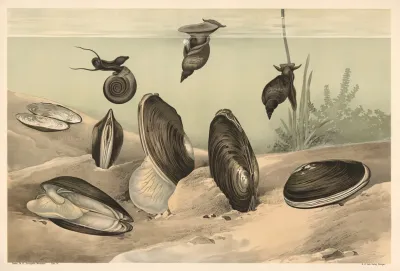 Mussel