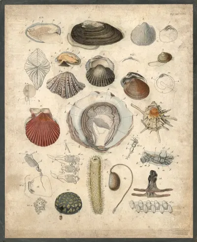 Mussels Shells Etc
