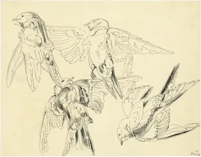 Mussen