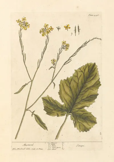 Mustard