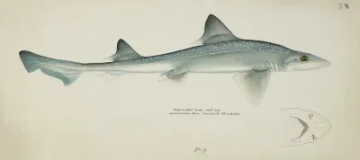 Mustelus Antarcticus Nz Smooth Hound Shark
